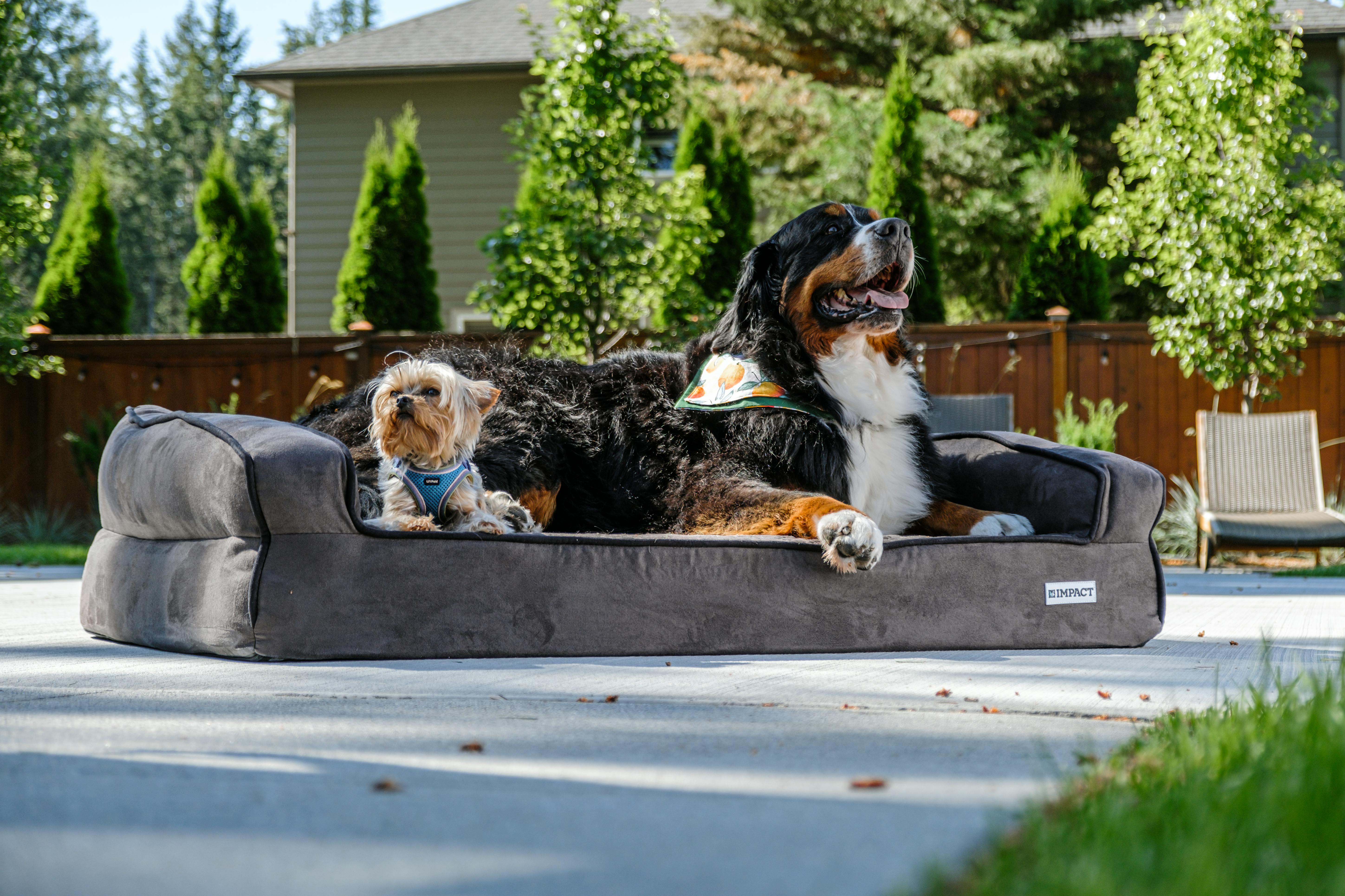 Pet supplies you'll love for your furry friends